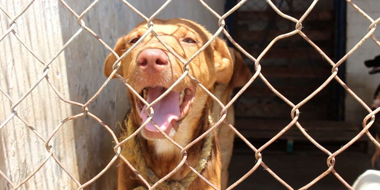Fundación Graciela Beltrán Carranza enfrenta crisis económica y ya no puede resguardar más animales