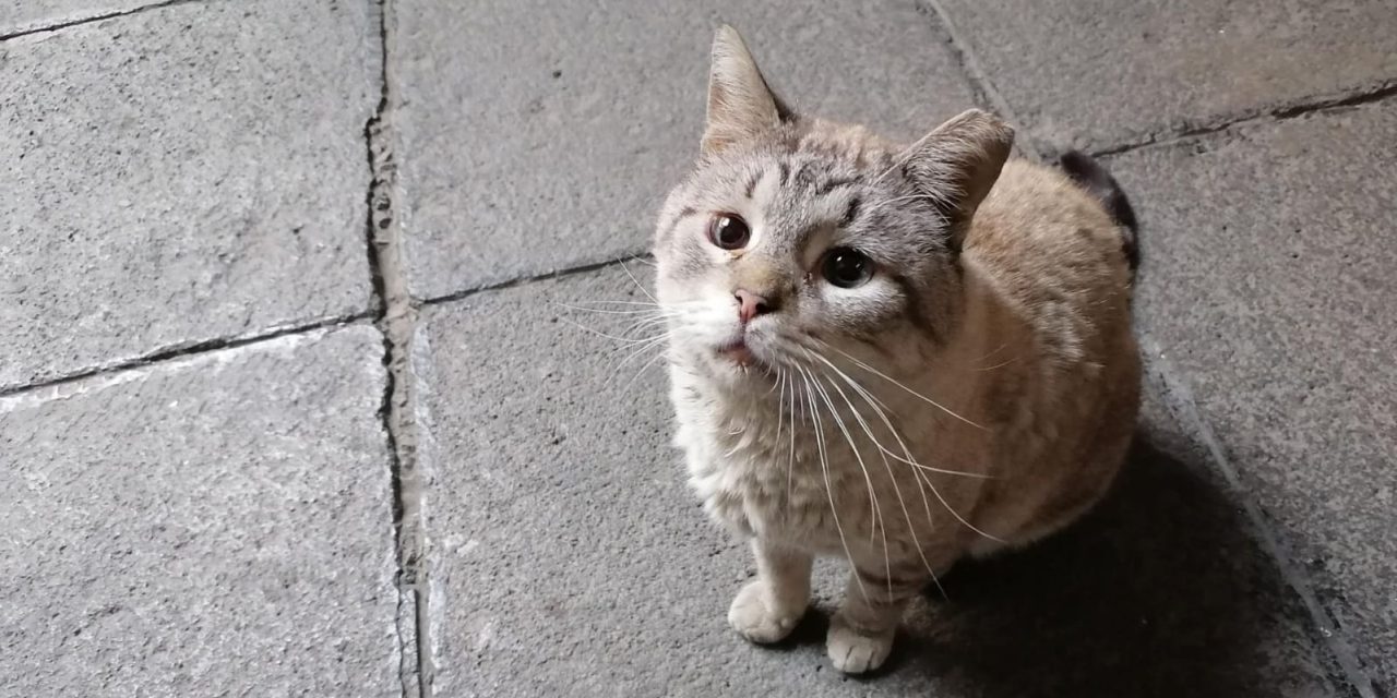 Conoce a Zeus el gato más famoso del Palacio Nacional.