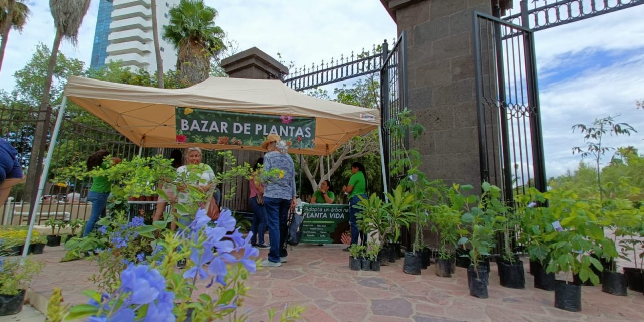 Ve por tu árbol al Bazar de Plantas de Jardín Botánico y siembra vida