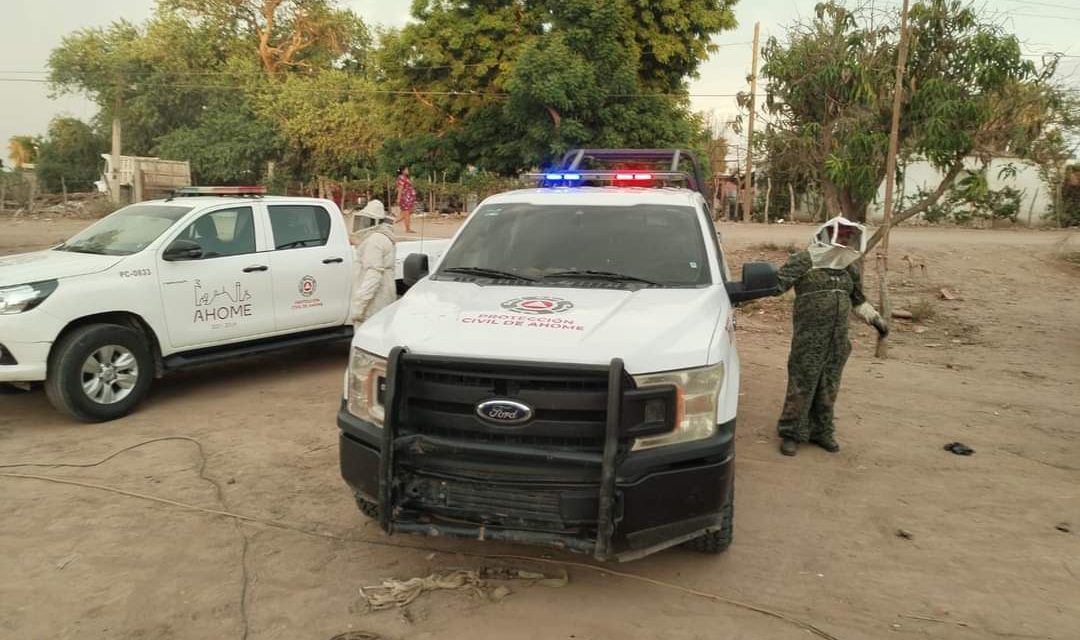 Alcalde de Ahome llama al cuidado y reporte de enjambres