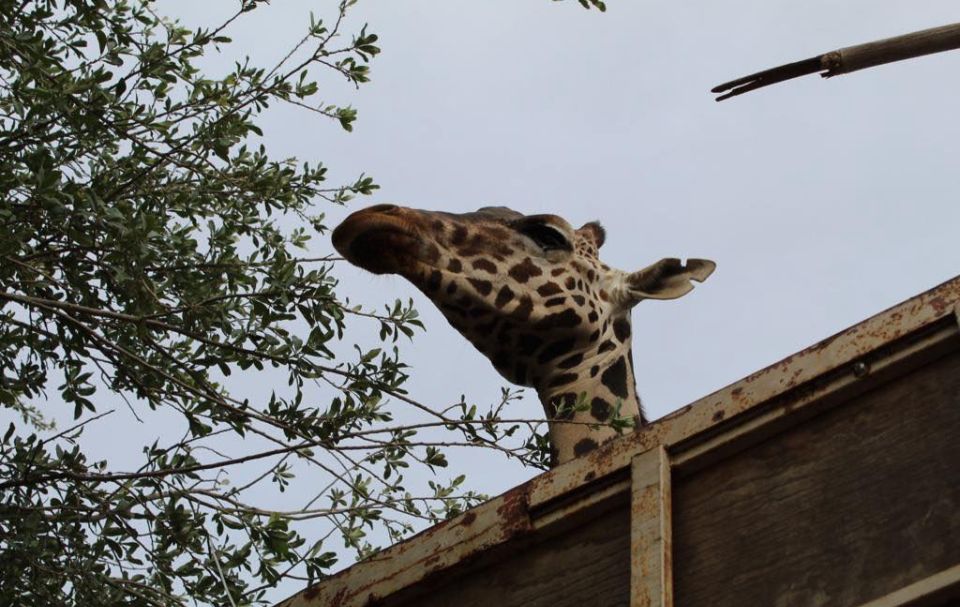 “Benito” la jirafa, es trasladado su nuevo hogar “Africam Safari”