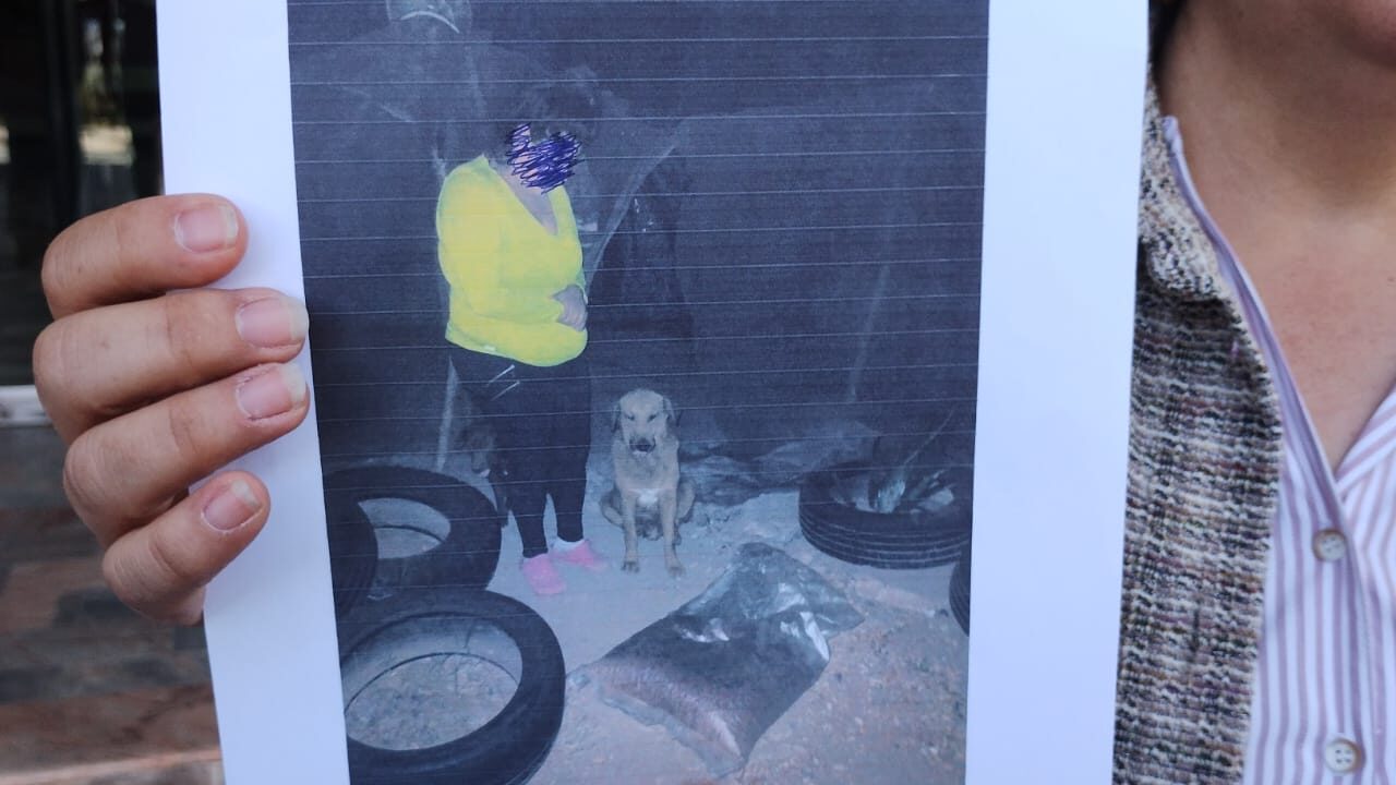 ‘Gordo’ otro caso de maltrato animal denuncian ante Vicefiscalía en Los Mochis
