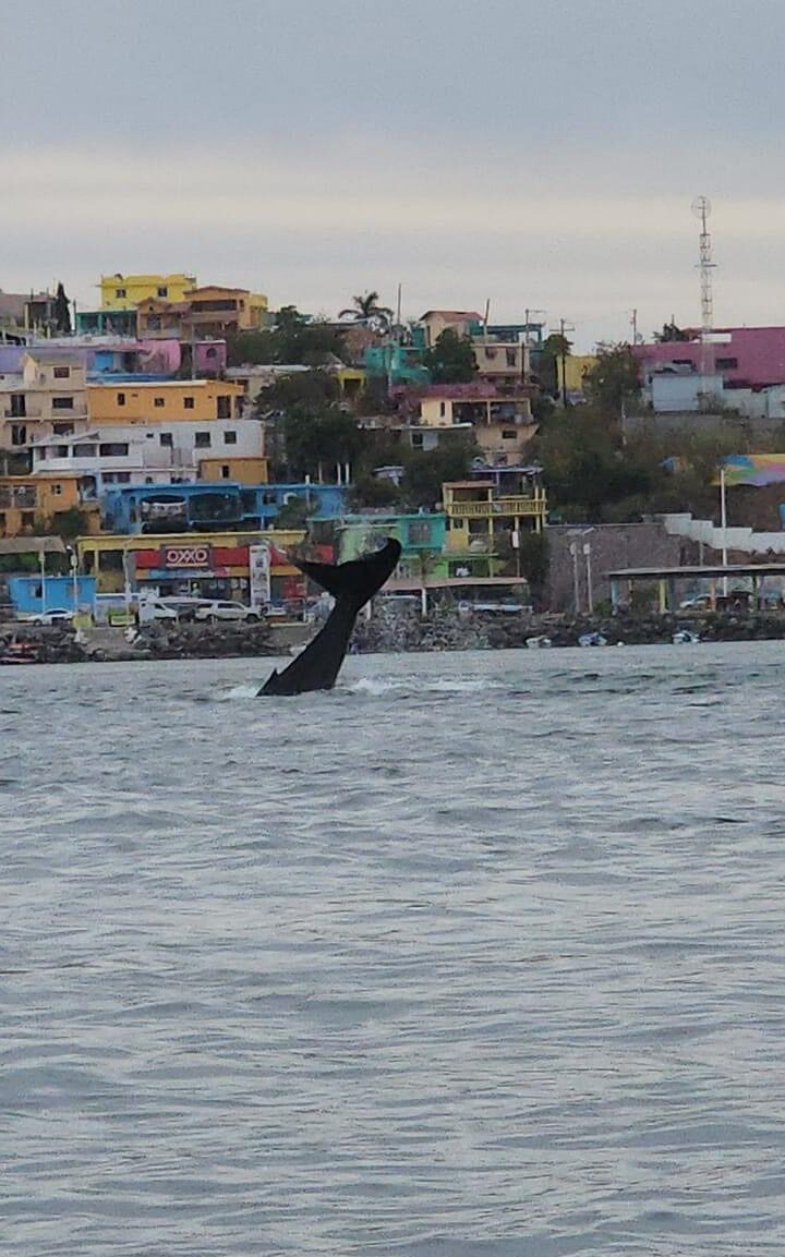 ¡Espectacular! Nuevamente ballena visita Topolobampo