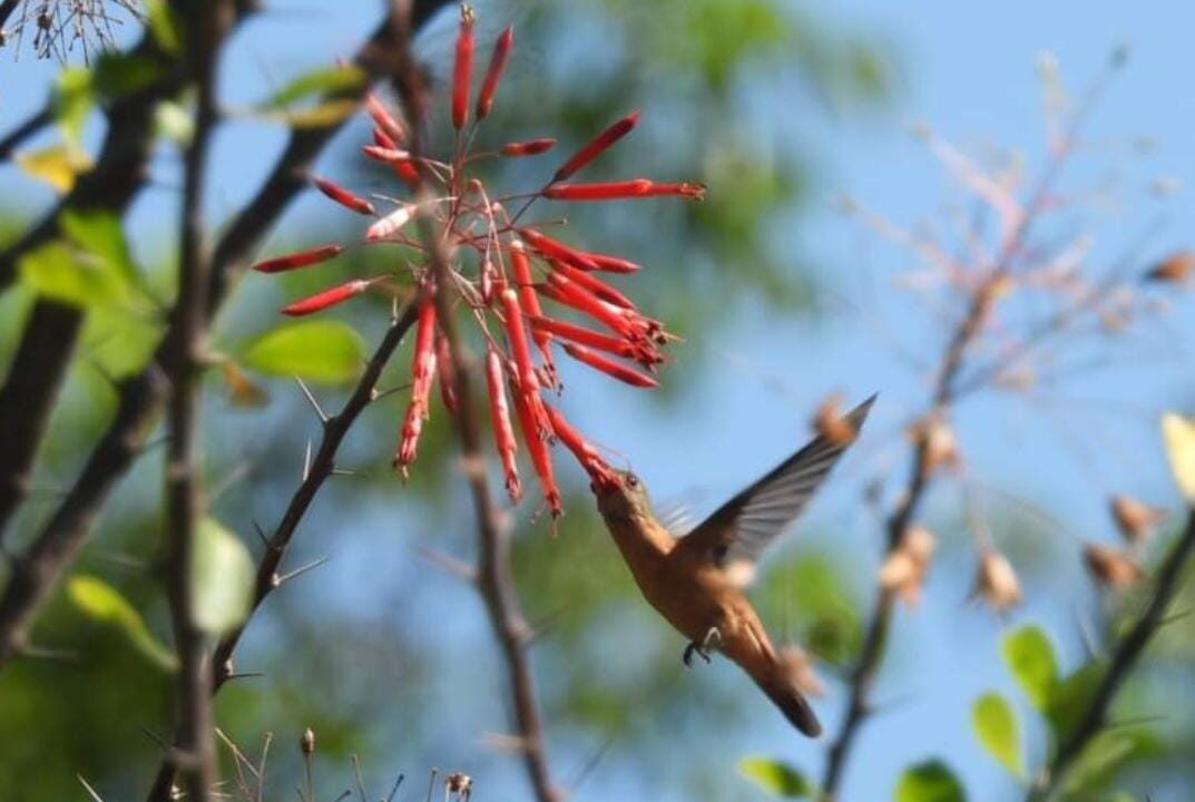 Jardín Botánico Culiacán fortalecerá la educación ambiental con la colección Norte de México
