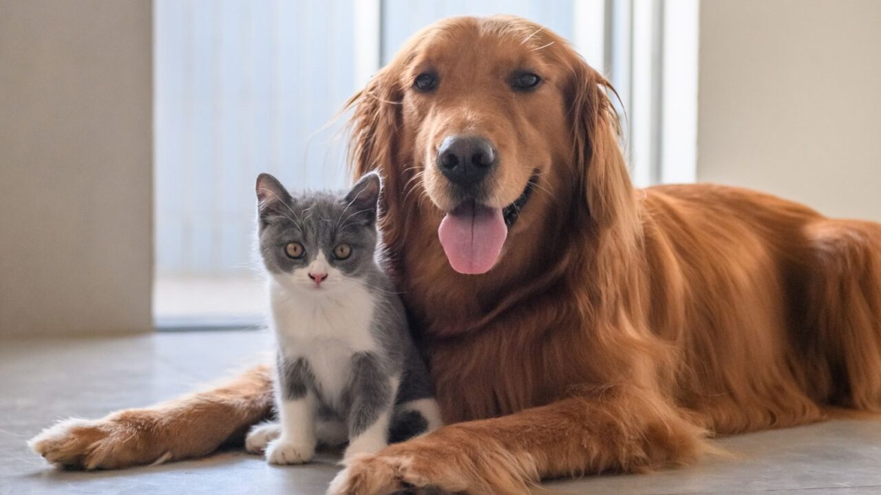 ¡Mascotas en CDMX contarán con CURP!