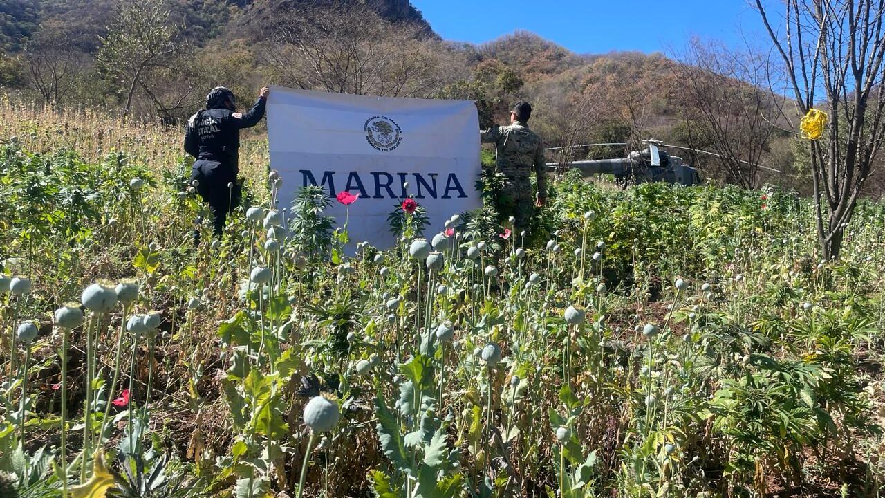 Localiza y destruye plantíos de droga en el estado de Sinaloa