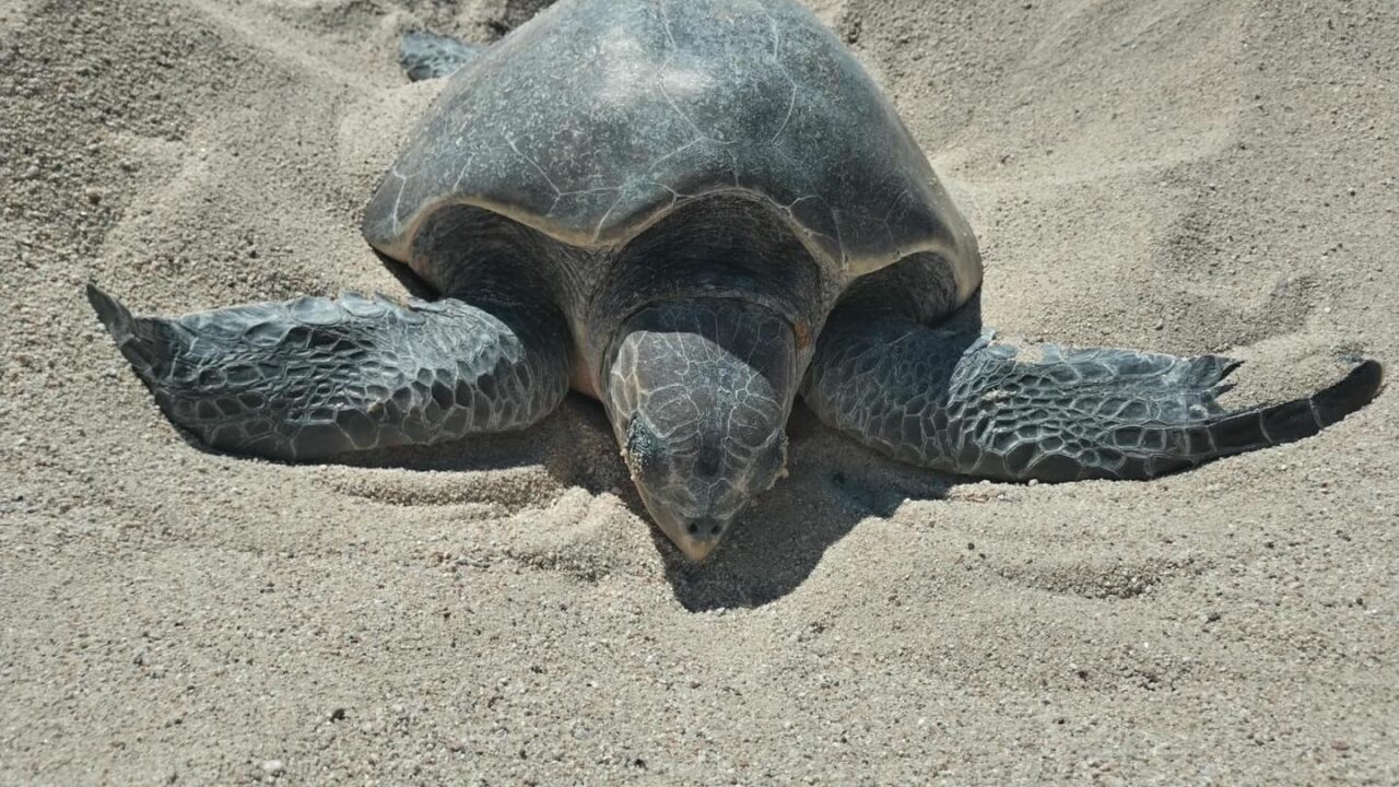 A proteger a la tortuga marina: Inician anidación en playas del pacífico mexicano
