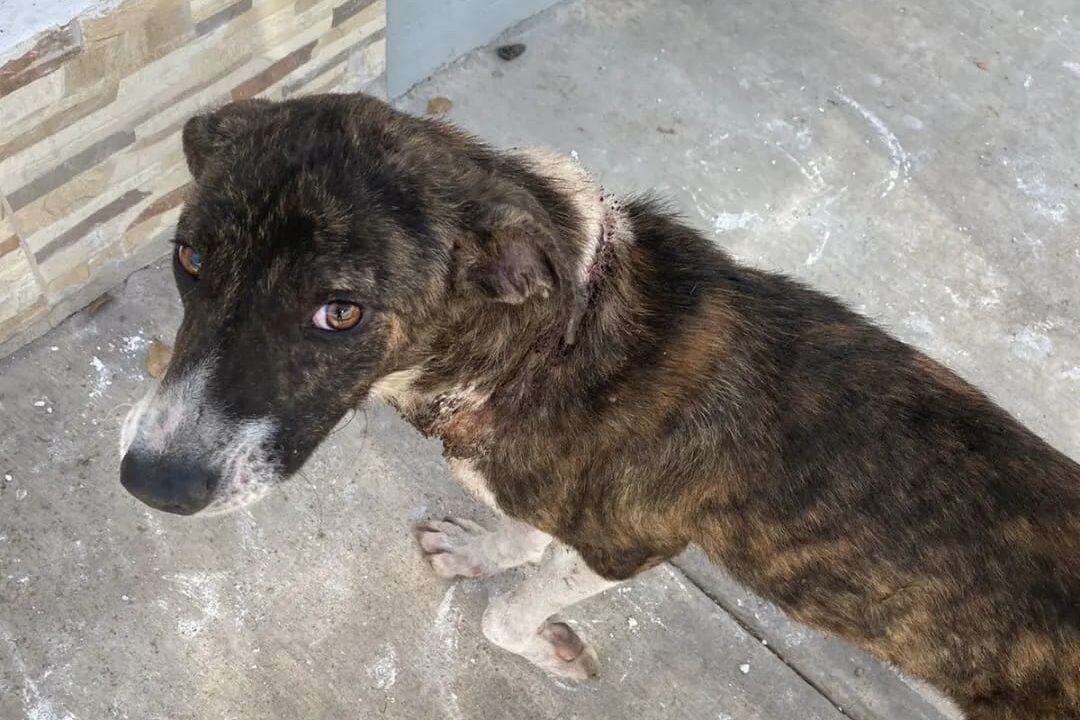 ¡Otro más! Suman 70 casos de maltrato animal por Fundación Balto y Togo