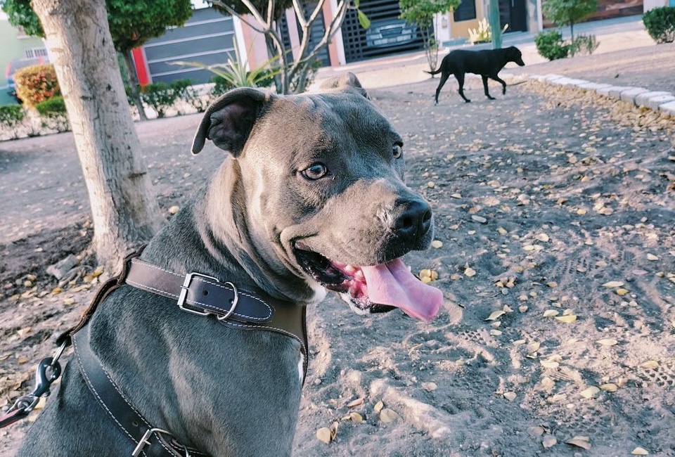 Por cruzarse la barda perritos perdieron la vida a manos de un vecino en Navolato