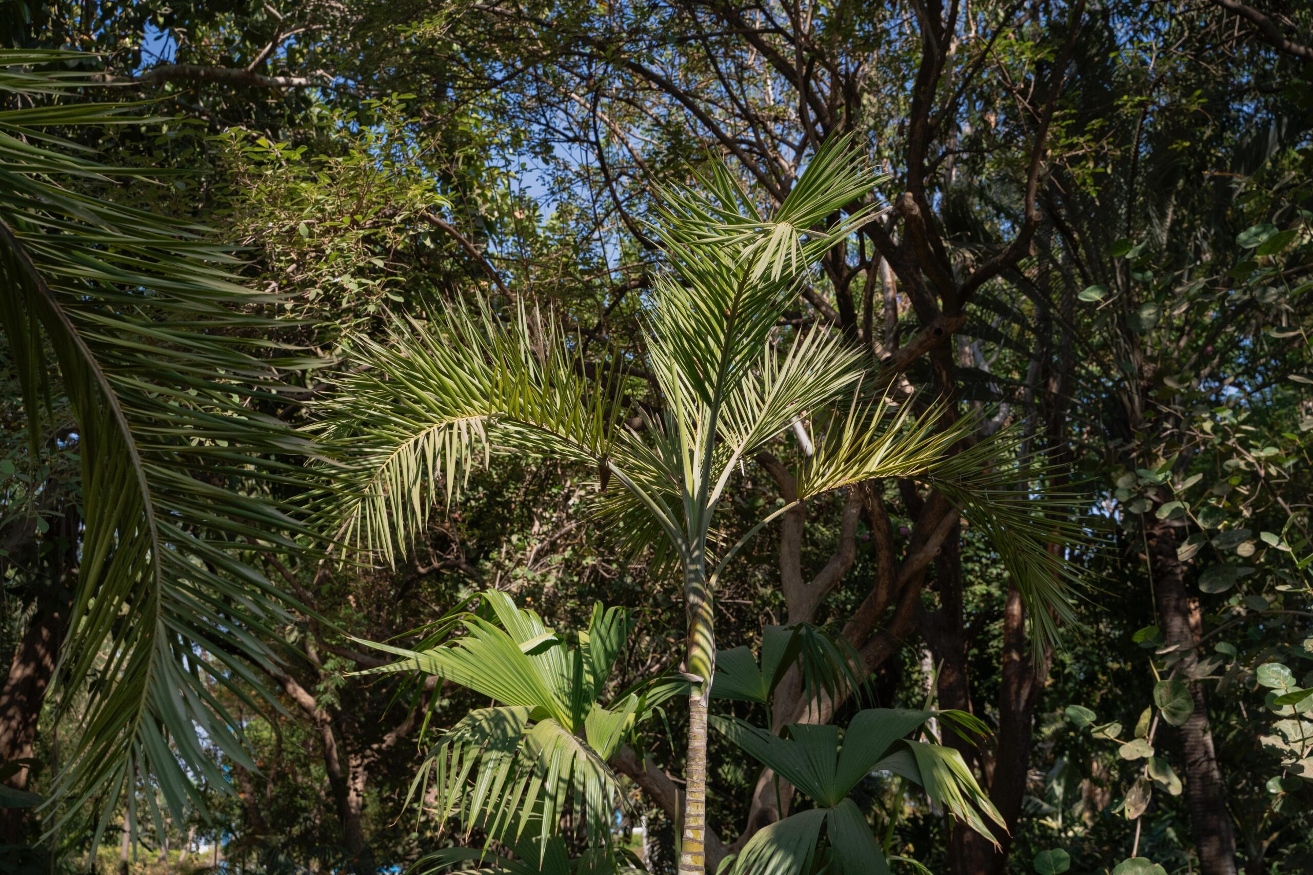 Trabaja Jardín Botánico Culiacán en la reproducción de palmas mexicanas