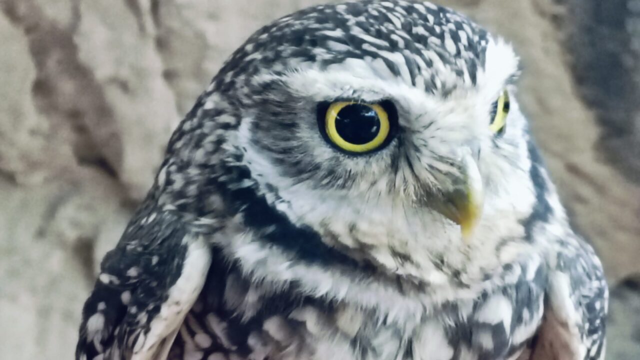 Hércules el Tecolote Llanero te quiere cautivar en el Gran Acuario Mazatlan Mar de Cortés