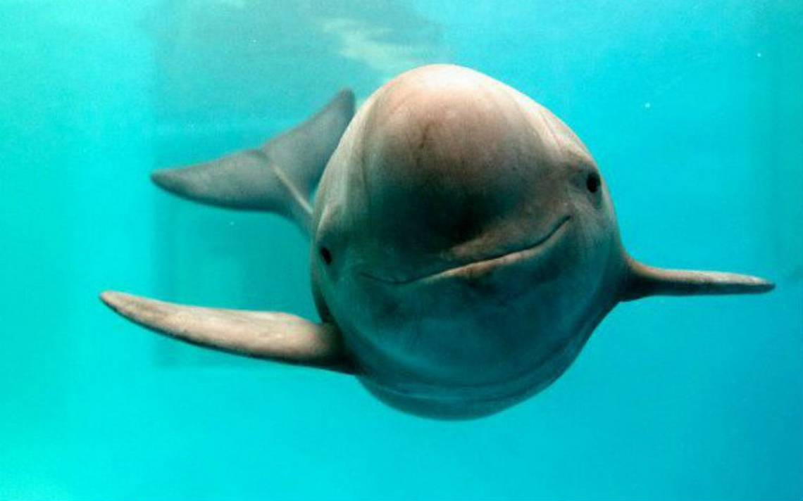 La población de vaquita marina se mantiene estable respecto a los últimos años
