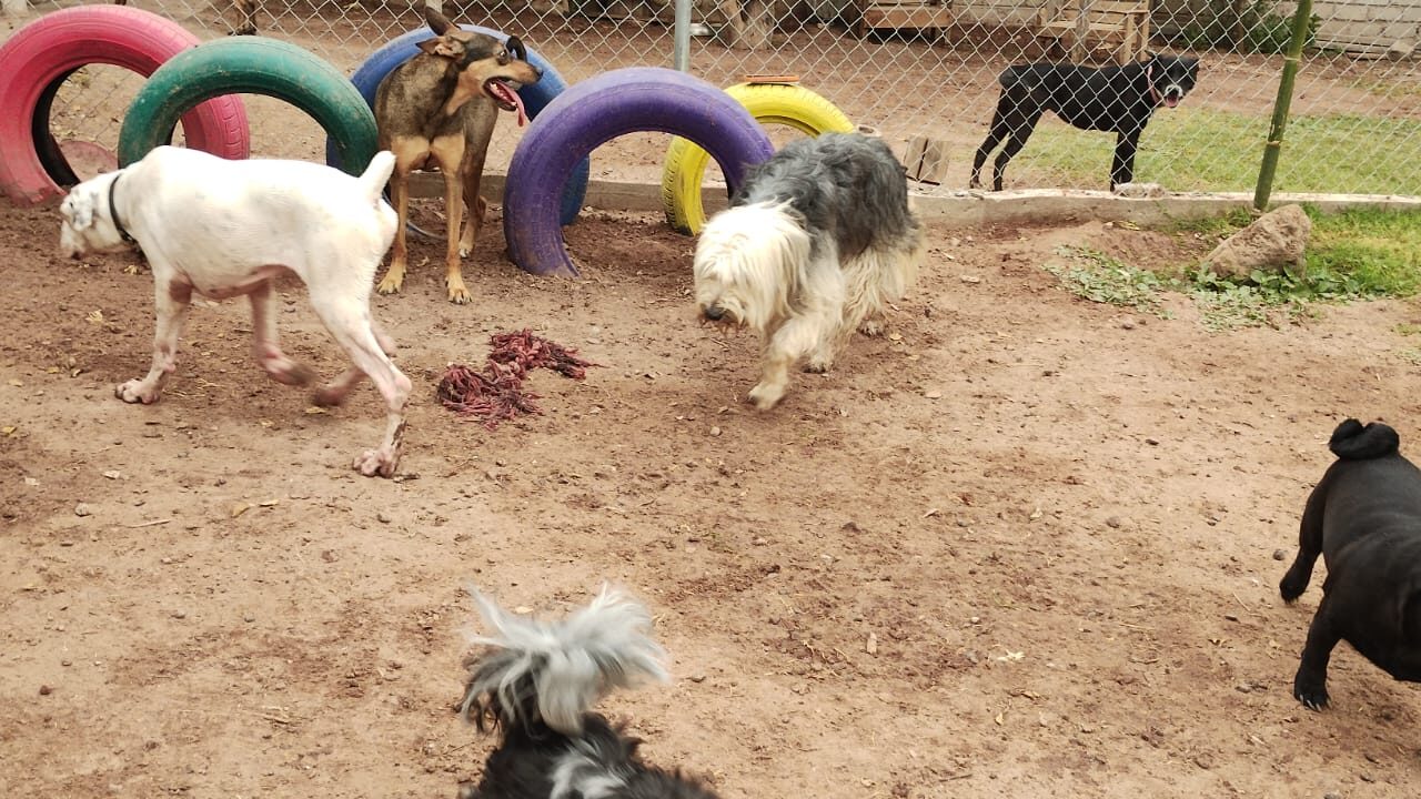 Las mascotas también necesitan unas vacaciones