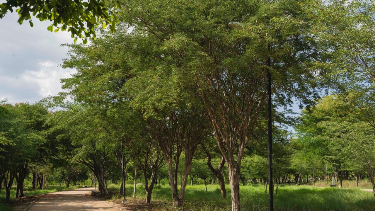 ¿Cuáles son las especies regionales ideales para arborizar la ciudad?