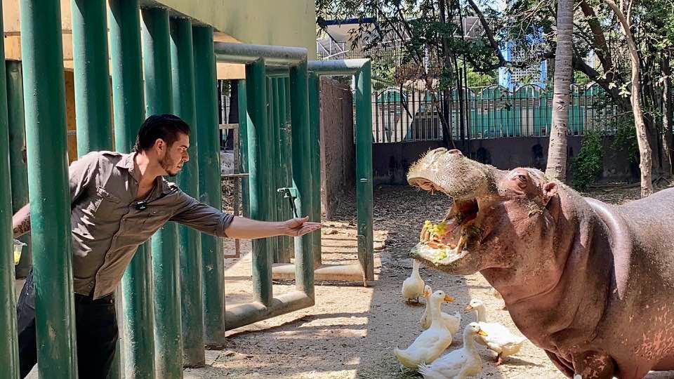Fallece Kathie, la icónica hipopótamo del Zoológico de Culiacán, a los 50 años