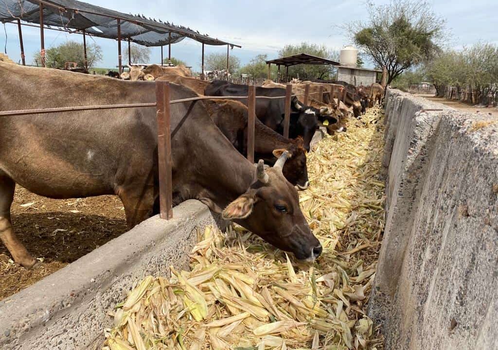 Ganaderos de Ahome reportan crisis y posible aumento de precio en la leche