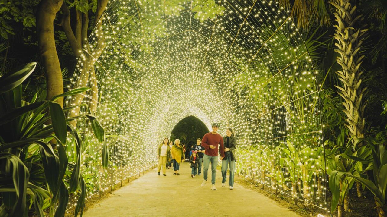 Invitan a Navidad en el Botánico 2024 “Las noches más brillantes del año”