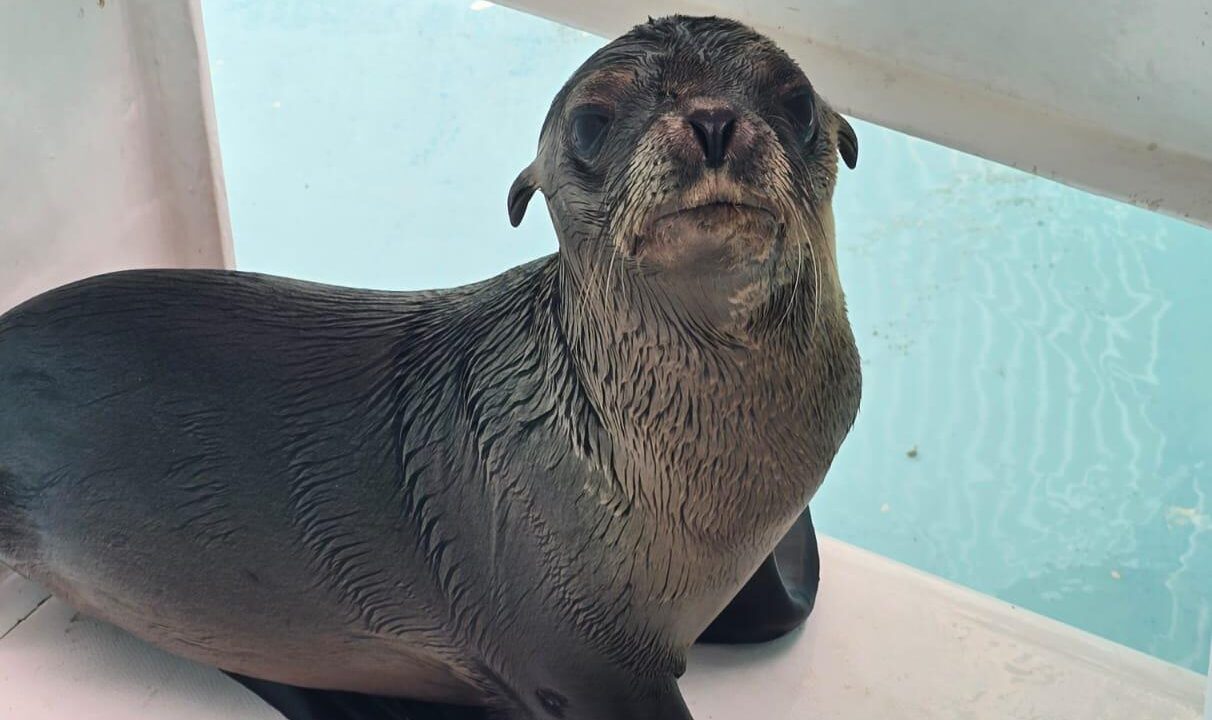Equipo de rescate y bienestar animal del Gran Acuario logra salvamento de lobo marino en canales de La Marina Mazatlán