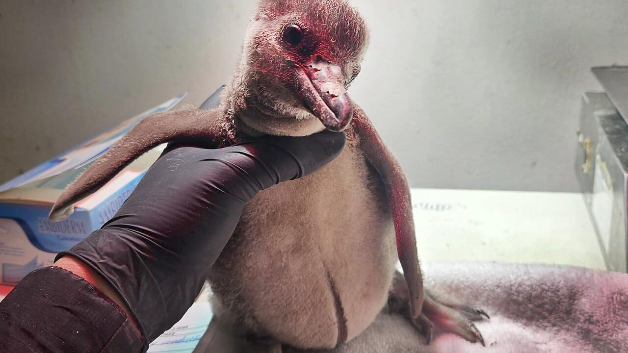Gran Acuario logra la reproducción del primer pingüino en Mazatlán