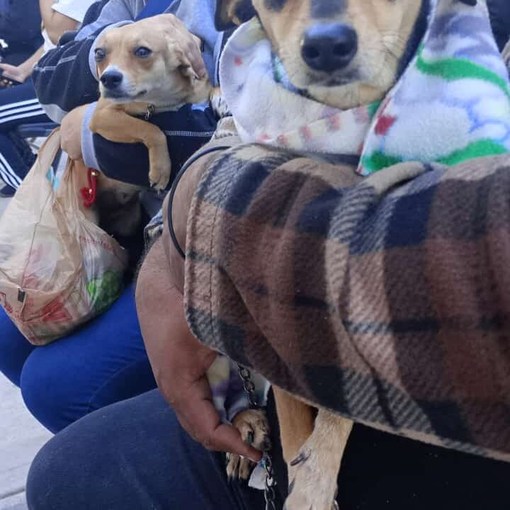 Anuncian «Feria de Esterilización» gratuita en Los Mochis