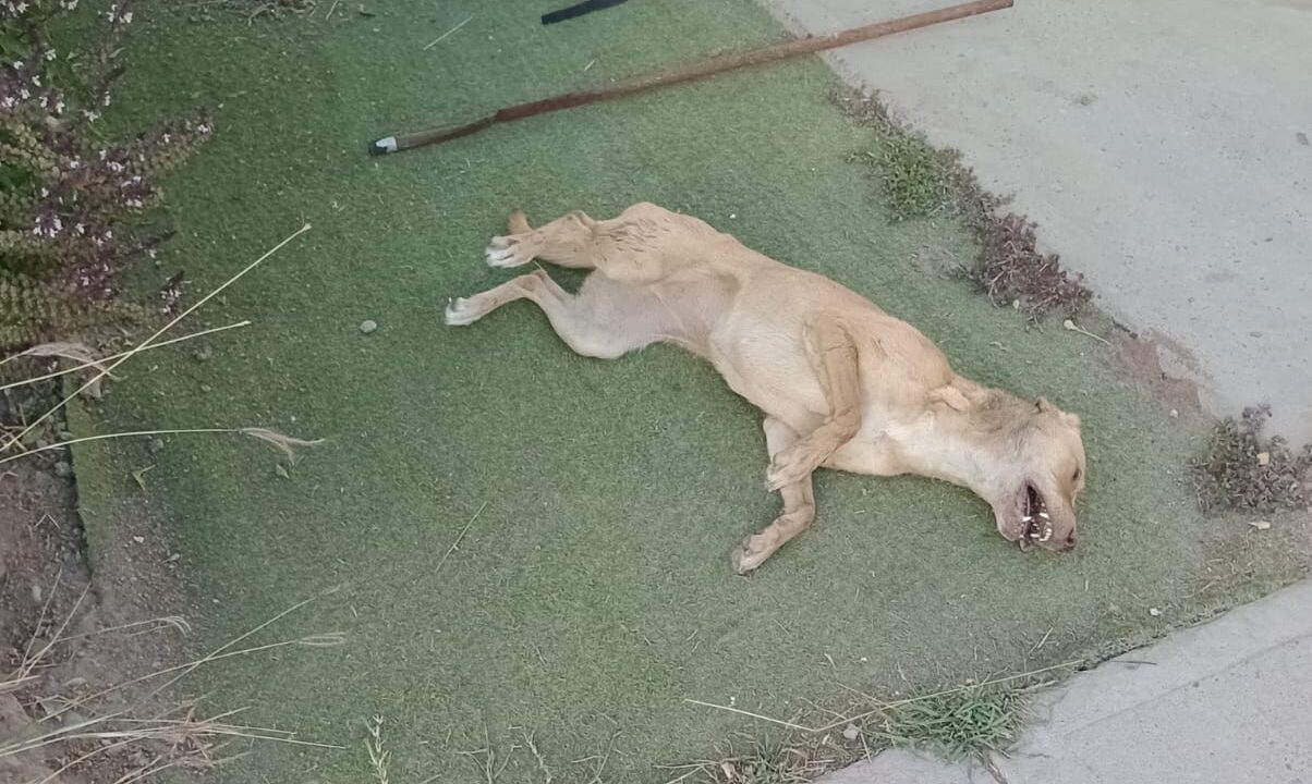 Denuncian envenenamiento de perros en Urbi del Bosque: Dos mascotas ya perdieron la vida