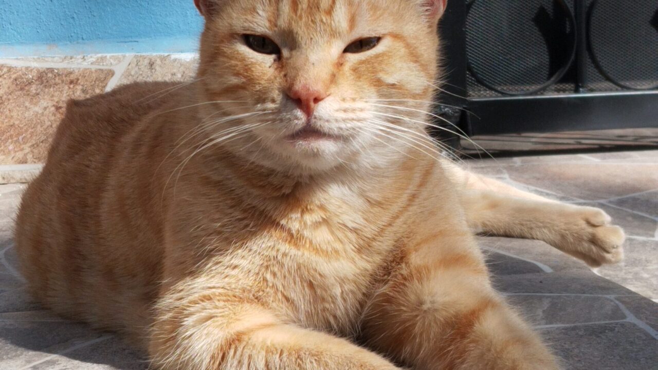 Día Internacional del Gato: ¿Por qué se celebra tres veces al año?