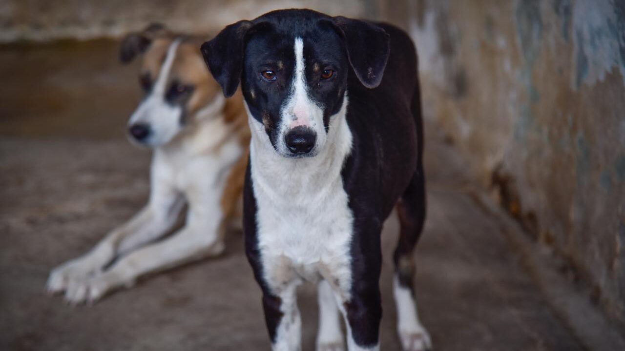 Salud Municipal promueve la adopción responsable de mascotas