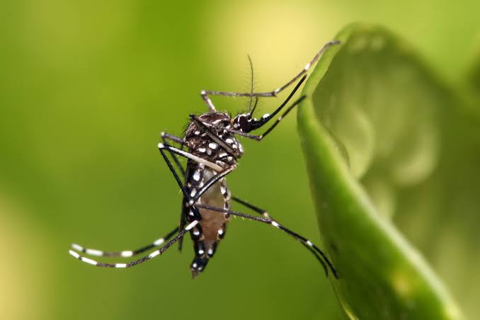 Secretaría de Salud en Sinaloa pronostica un repunte de dengue