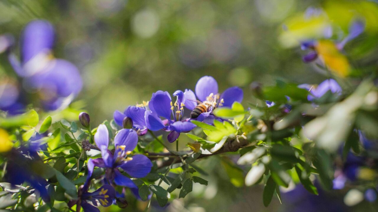 Vive el «despertar» de la primavera en Jardín Botánico Culiacán
