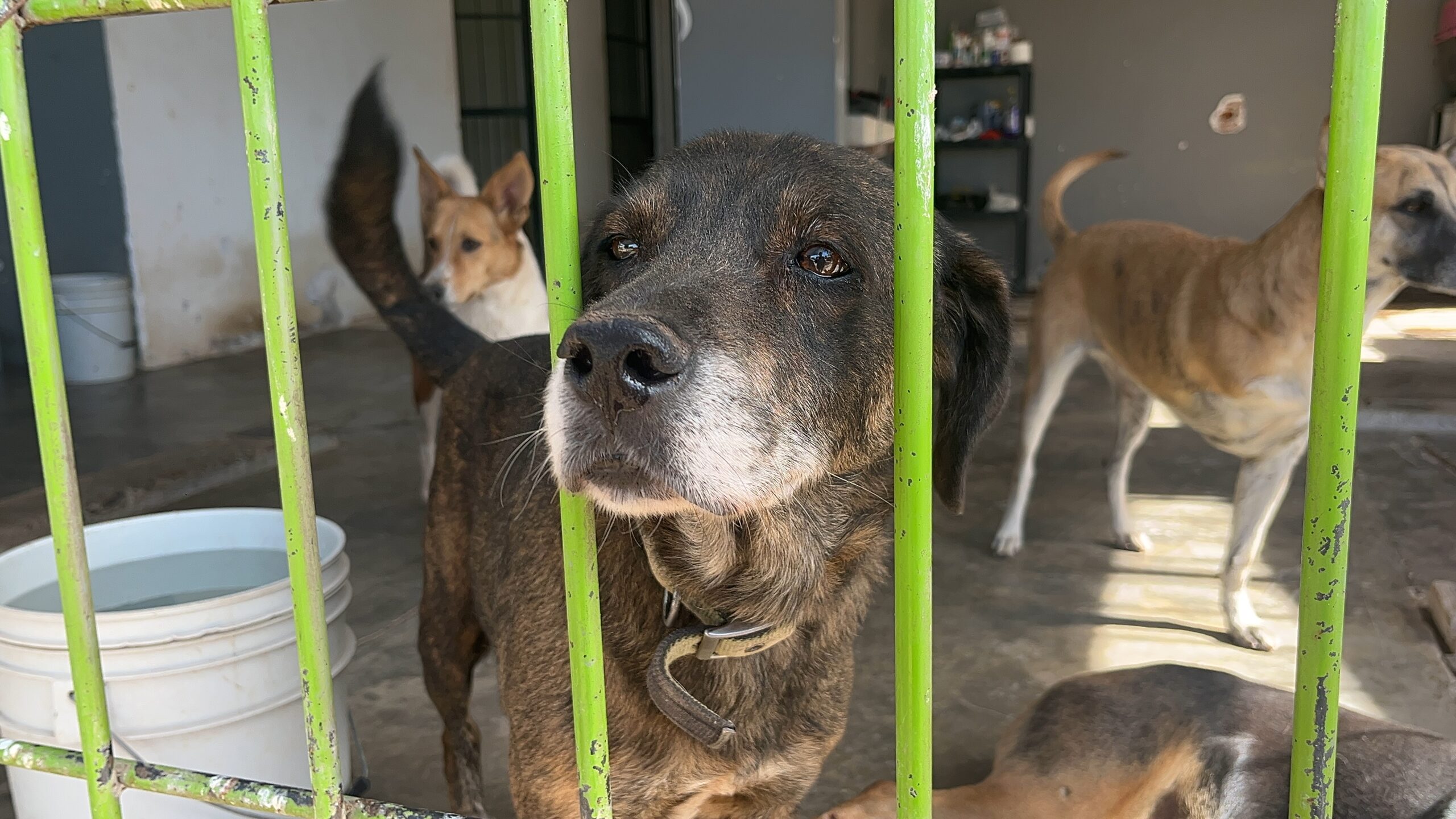 Ama, cuida, esteriliza: jornada masiva de esterilización de mascotas