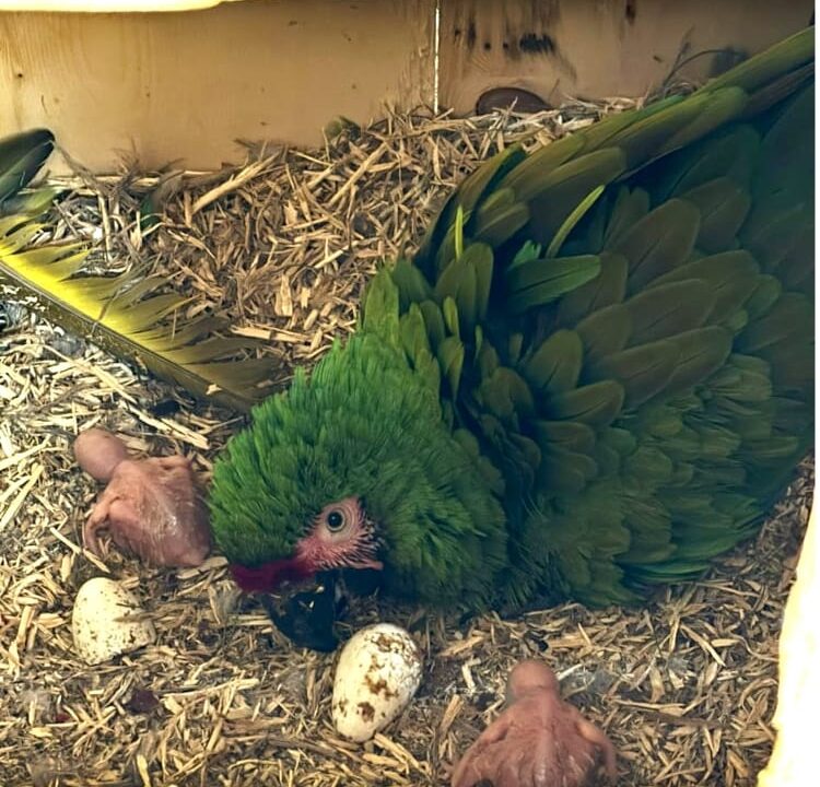 Nacen dos ejemplares de guacamaya verde en el Gran Acuario Mazatlán como resultado de su programa de reproducción