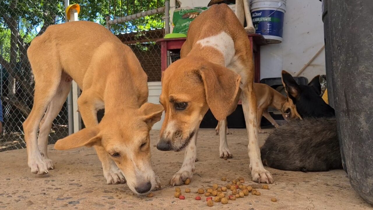 ¡Más de 300 animalitos sin comida! Balto y Togo invita al Croquetón