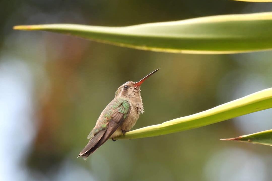 Jardín Botánico Culiacán: el paraíso de los polinizadores