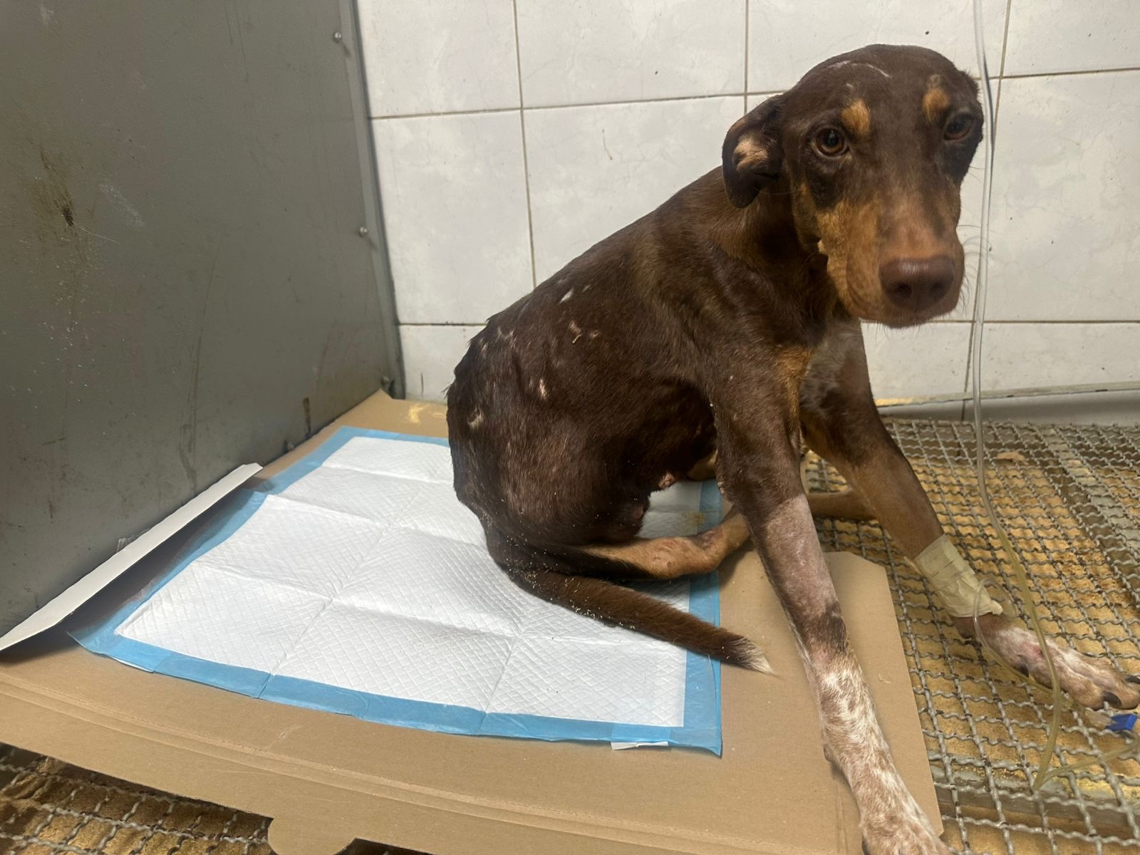 ¡Esperanza no podrá caminar!; una perrita víctima de la violencia en Culiacán