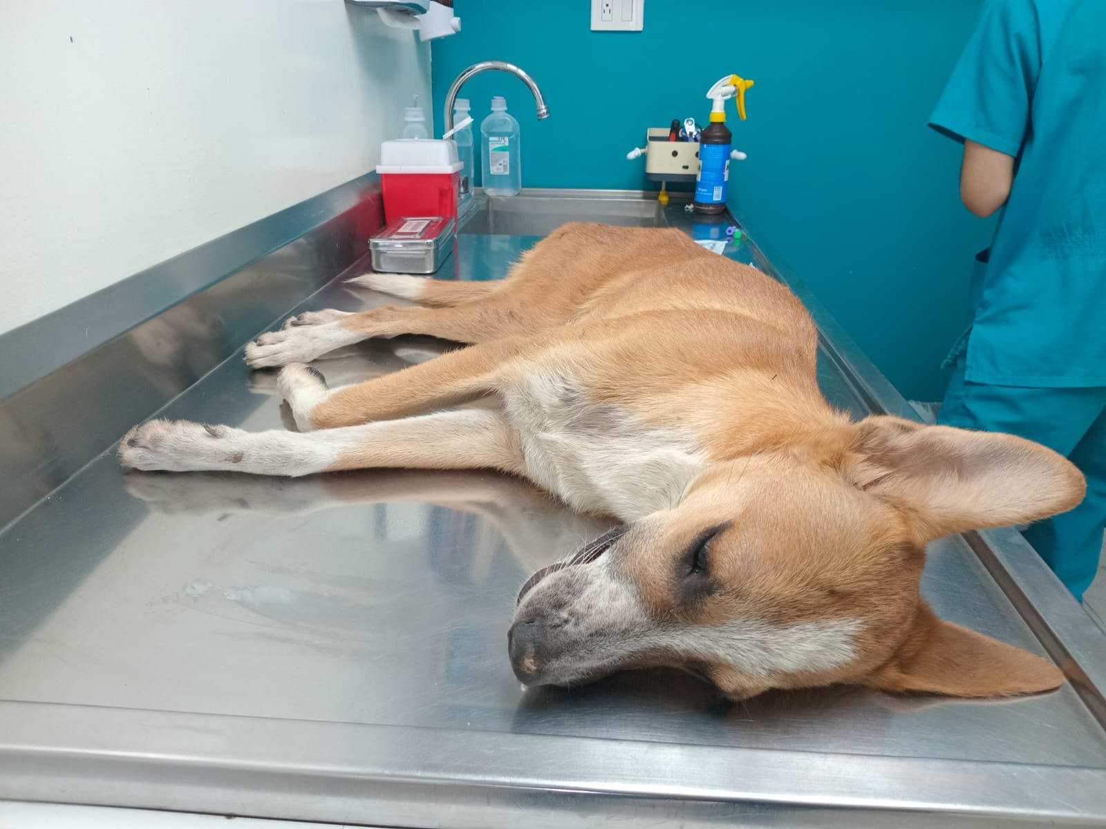 “Aurelio” un perrito que llegó al Congreso del Estado, busca una nueva familia