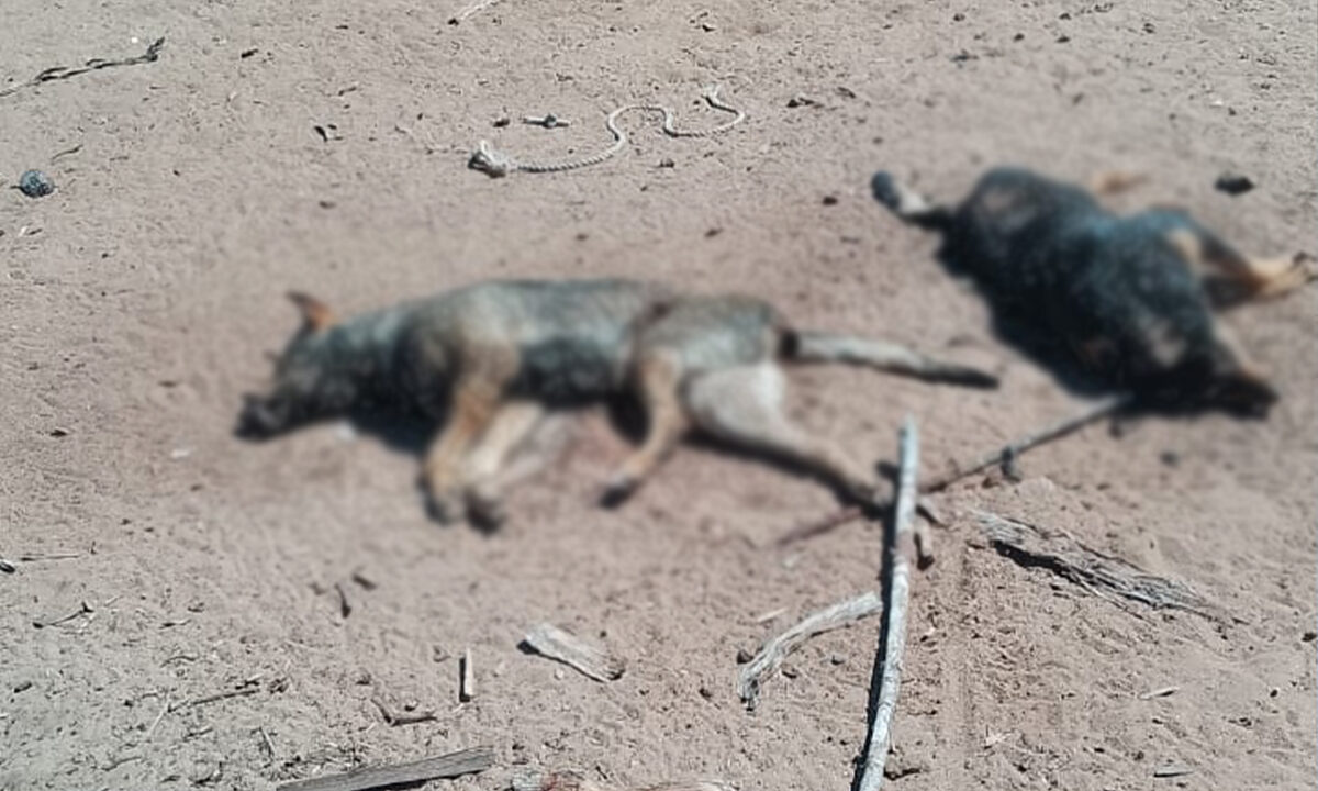 Vecinos de la López denuncian envenenamiento de animales: Suman 10 fallecidos entre perros y gatos