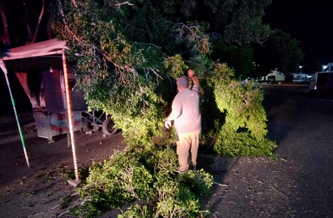 Caída de árboles y luminarias tras tormenta eléctrica en Culiacán