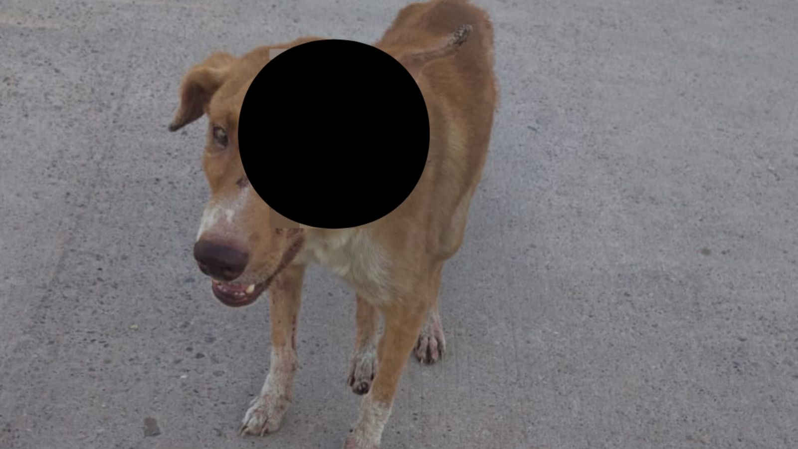 Perrito pierde un ojo tras agresión con machete por motociclistas en el Ejido Primero de Mayo