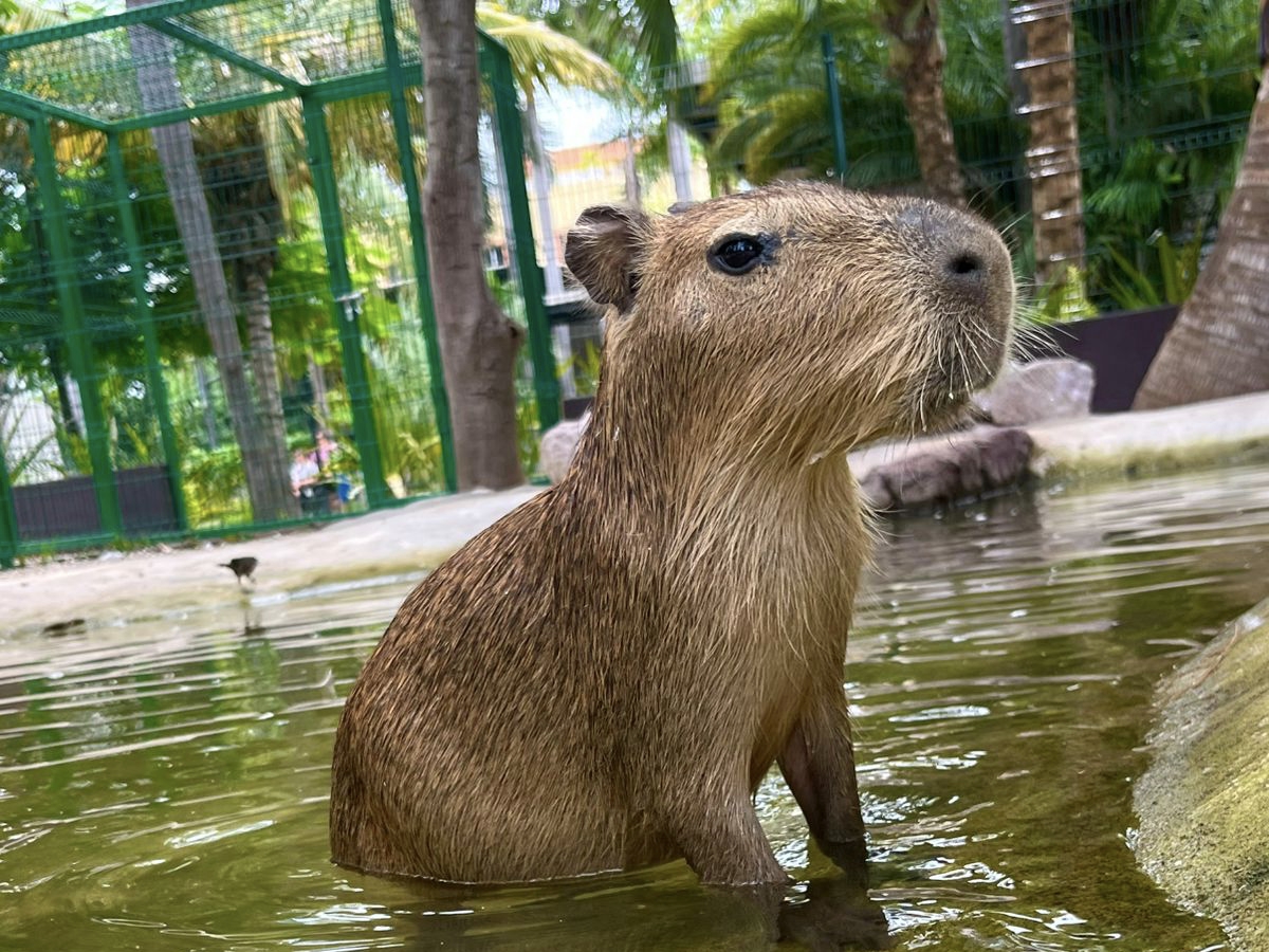 Capibaras, tiernos embajadores de la naturaleza en el Gran Acuario