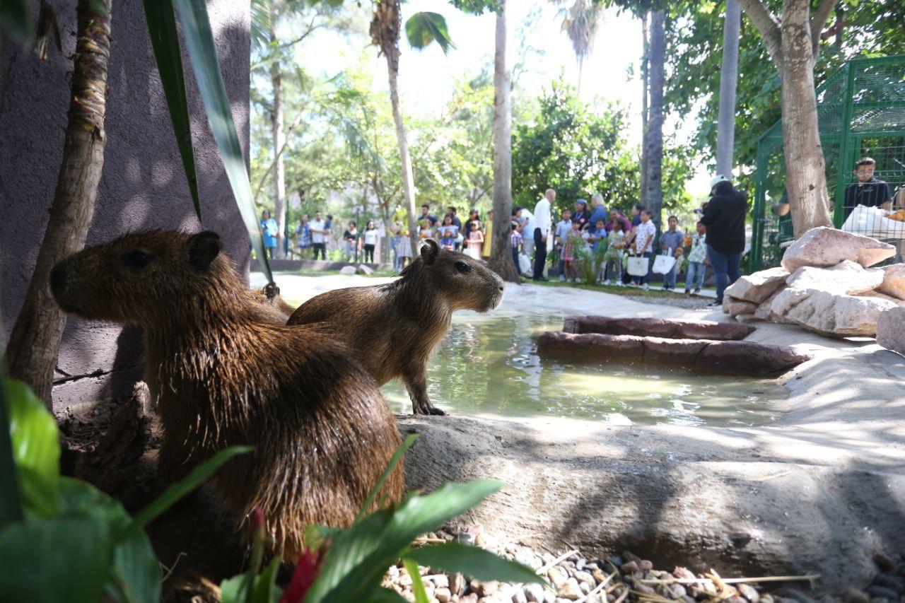 Inauguran la ‘Casa del Capibara’ en el Gran Acuario Mazatlán