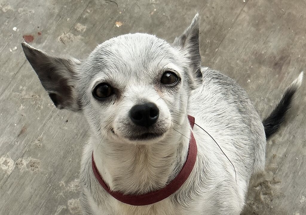 ¡Justicia para “Muñeca”!,  perrita atropellada por el Ejército en Culiacán