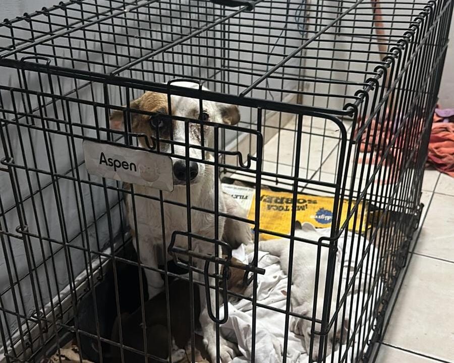 Tres cachorros junto a su madre quienes eran maltratados buscan una segunda oportunidad de vida