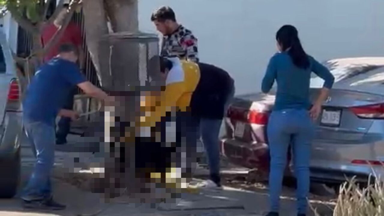 Crueldad en Villa Bonita: Balto y Togo denuncian nuevo caso de maltrato animal en Culiacán