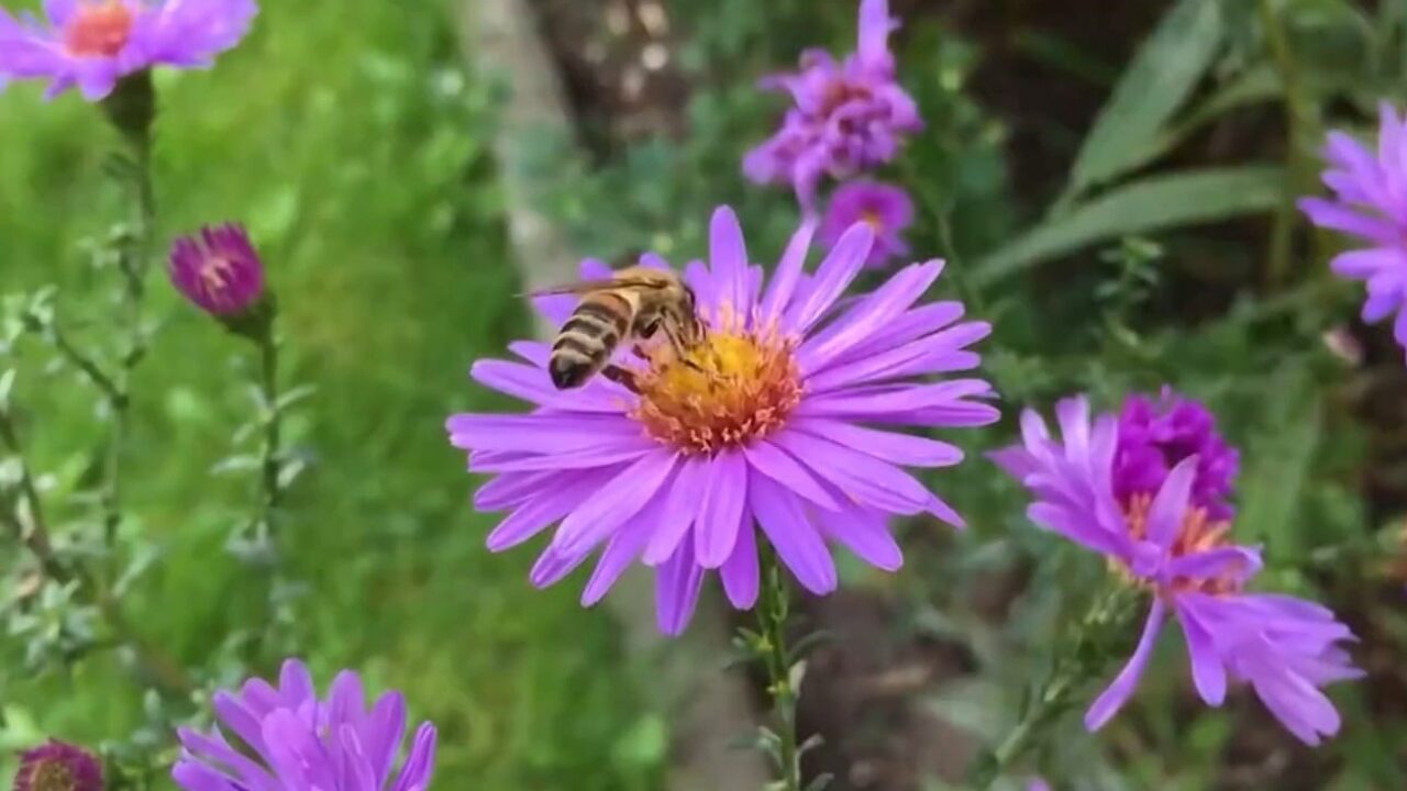 Crea la Facultad de Biología de la UAS el Jardín de Polinizadores