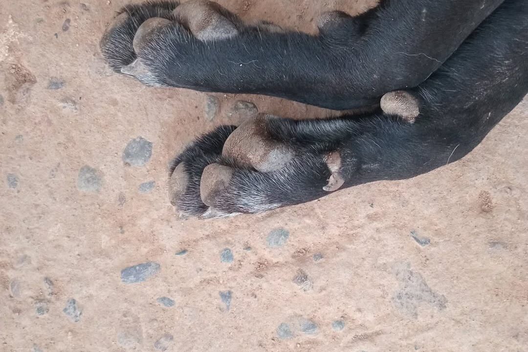 ¡Indignante! Envenenan a perritos en albergue de Fundación Balto y Togo
