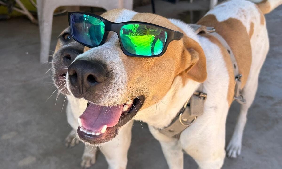 Caso del perrito Dilan seguira proceso judicial con imputación de libertad