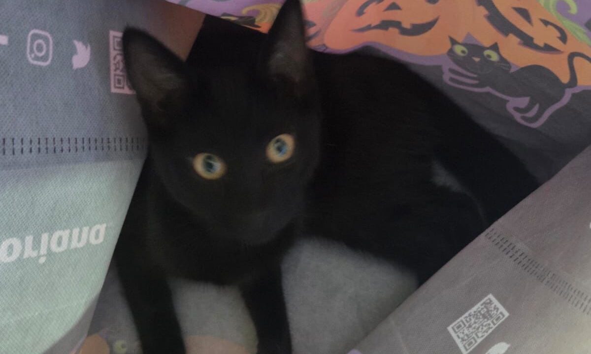 Gatito Lucifer terminó inválido tras ser agredido con rifle de balines: Su dueña exige justicia