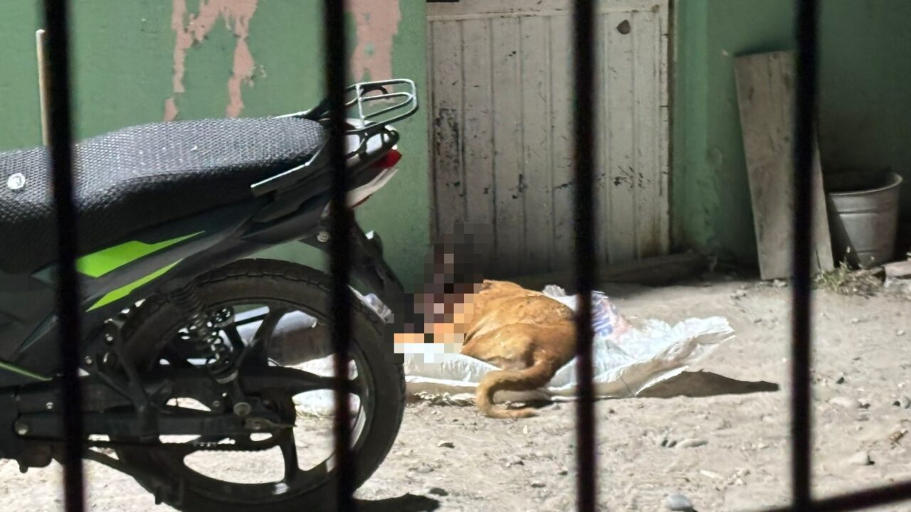 “Las balas no distinguen”; un perrito muere en ataque armado en Villa Juárez