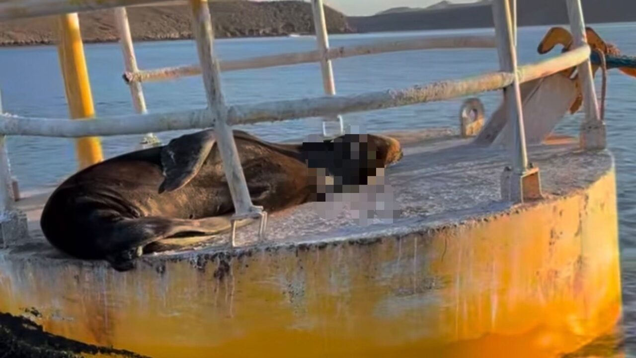 Preocupa lobo marino herido frente al puerto de Topolobampo