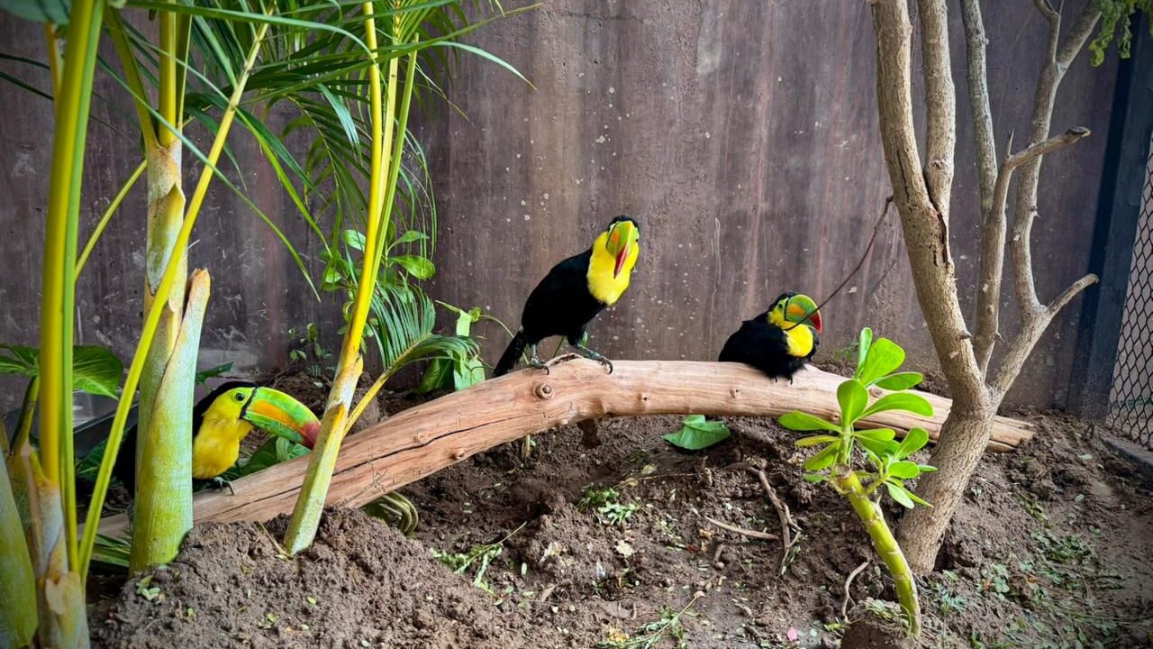 Tucanes: los nuevos embajadores de vida en el Gran Acuario Mazatlán